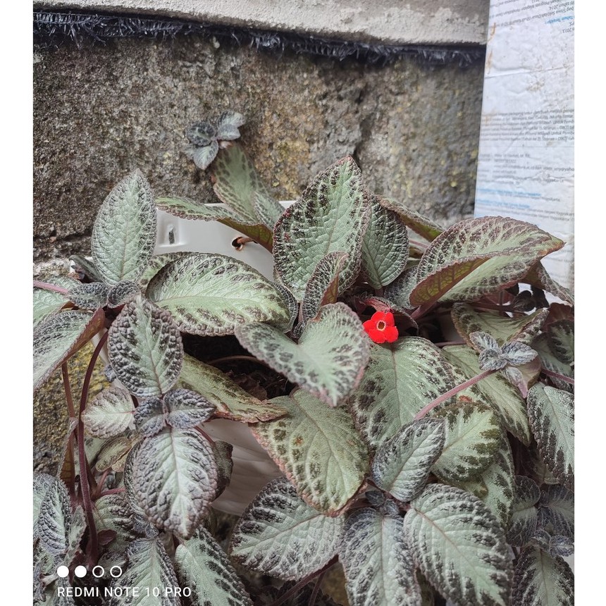 Bunga Gantung Episia Episcia Silver Sheen Merah Murah