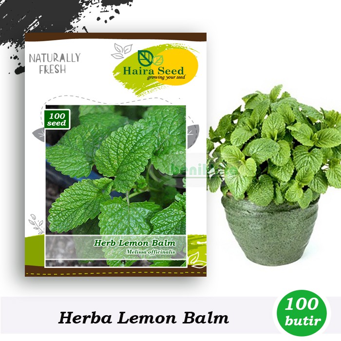 Benih-Bibit Herba Lemon Balm (Haira Seed)