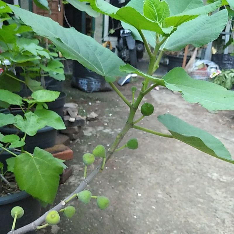 bibit buah tin iraqi genjah