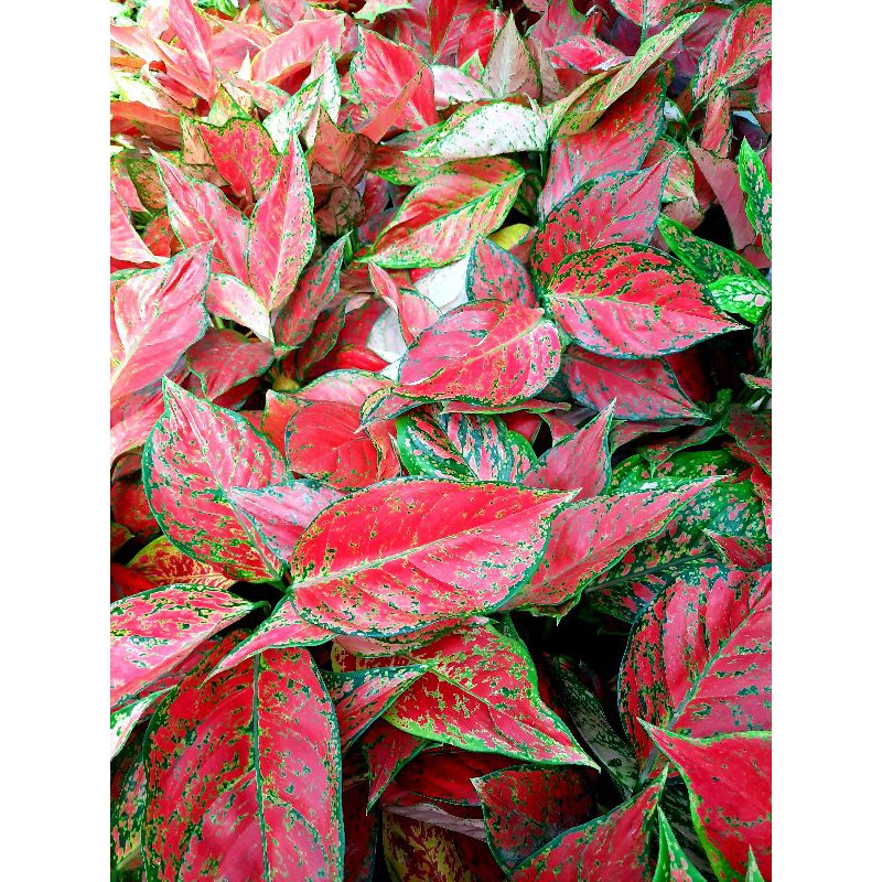 Tanaman hias aglaonema red king