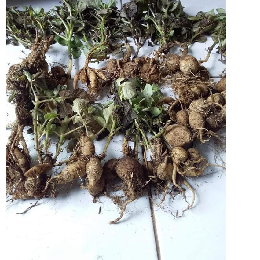 Hot Promo Paket Umbi Bunga Dahlia Unwins Dwarf Mix 7 Warna