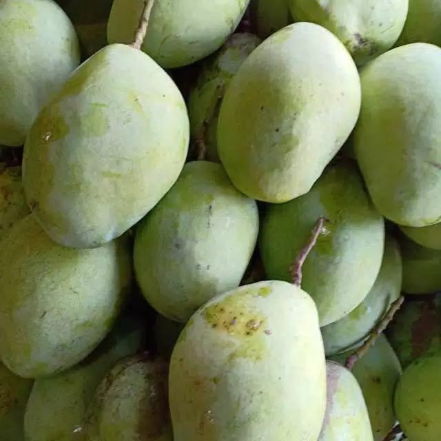 

Mangga Cengkir Segar / Mangga Cengkir fresh per 1kg