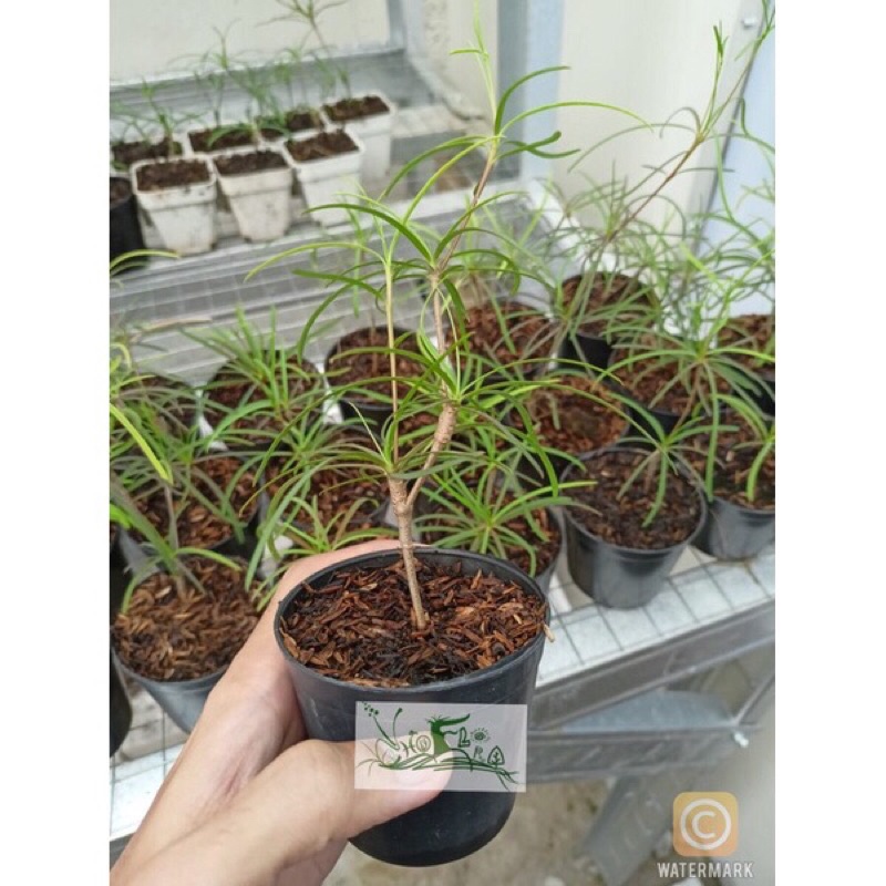 Euphorbia hedyotoides