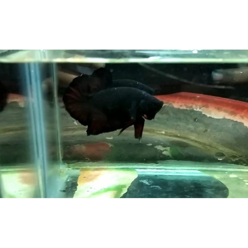 CUPANG AVATAR BLACK VAMPIRE