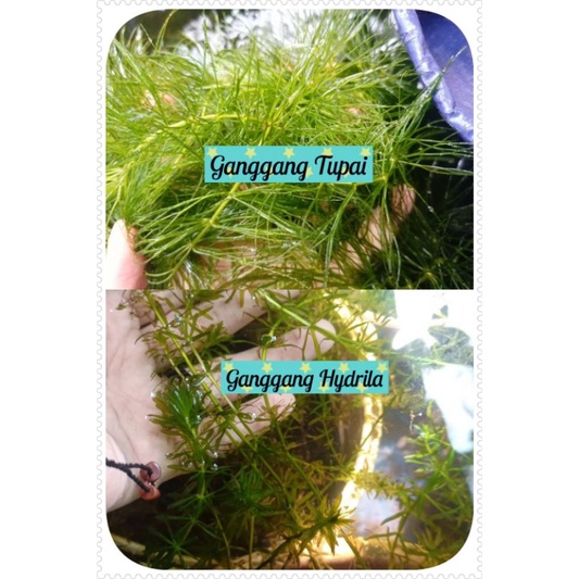 Ganggang Air / Ganggang Hydrila ,Ganggang Tupai, Ganggang Najas Indica sp