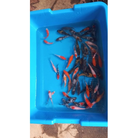 bibit ikan koi showa shiro kohaku random size 7-11 cm.. minimal order 10 ekor