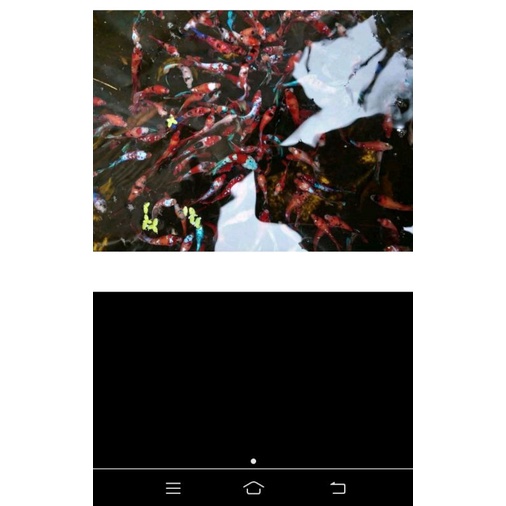 ikan  cupang hias nemo