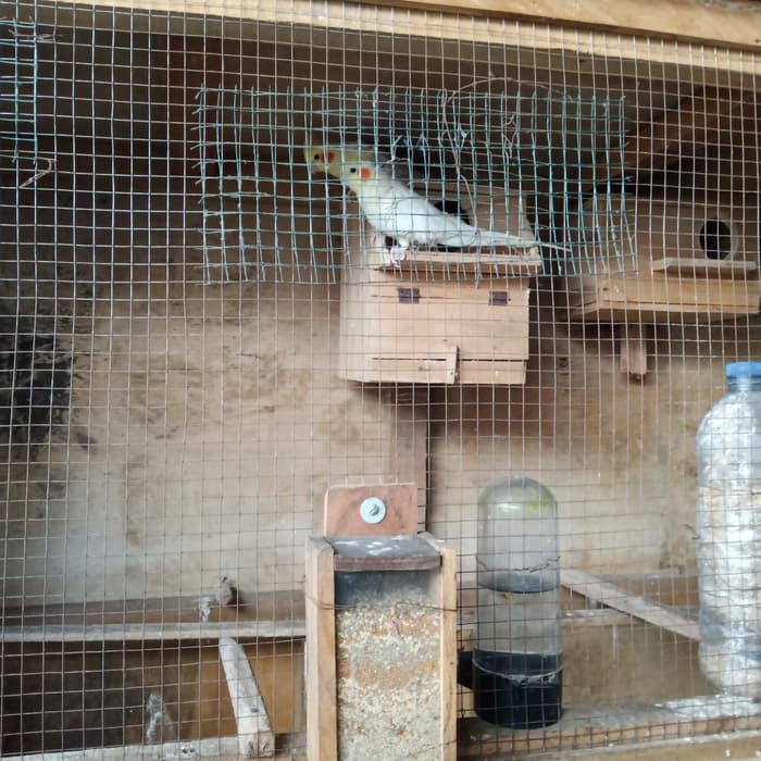 Jual Burung Cockatiels Falk Kakaktua Mini Anakan Australia