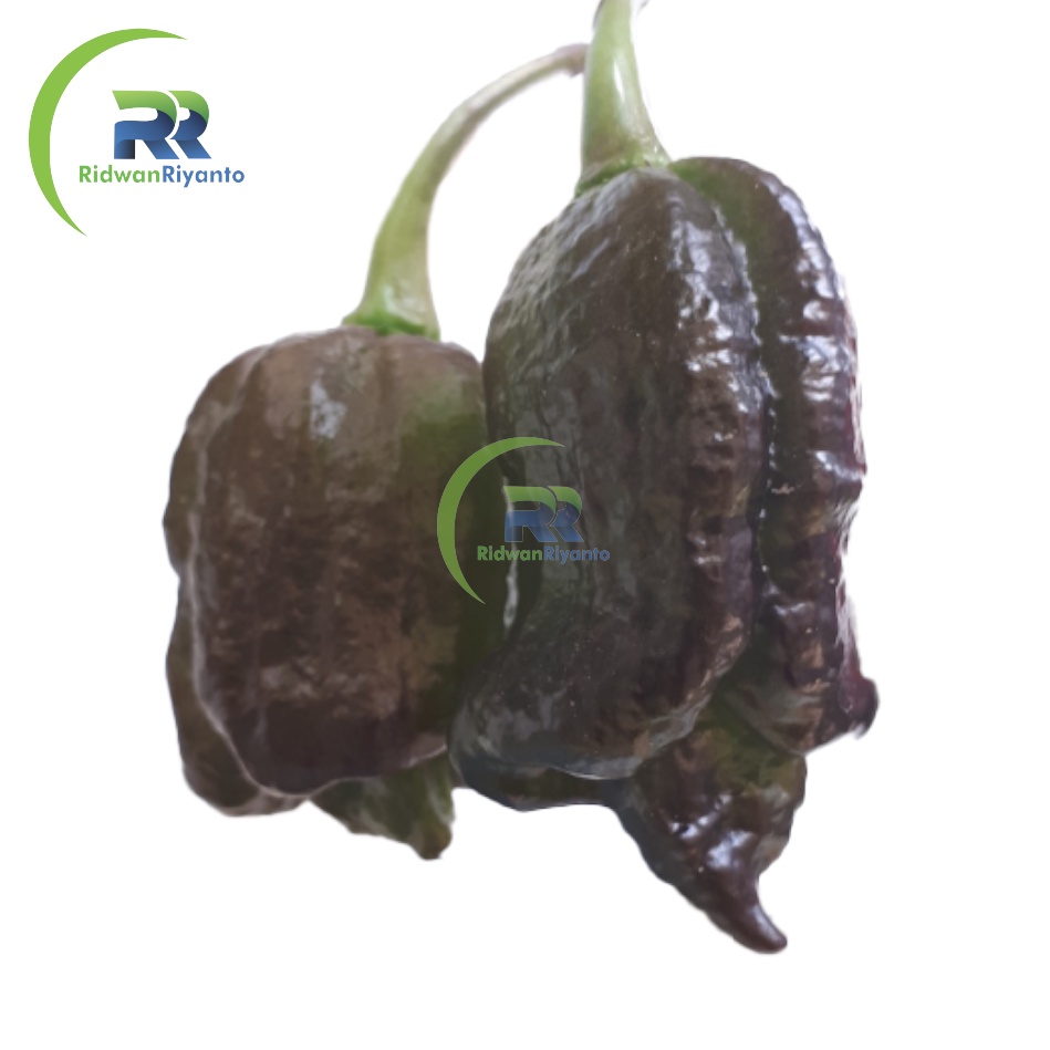 BIJI Benih Cabai BHUT JOLOKIA BLACK Chilli Pepper Chili ini BIJI Benih bukan BUAH CABE nya