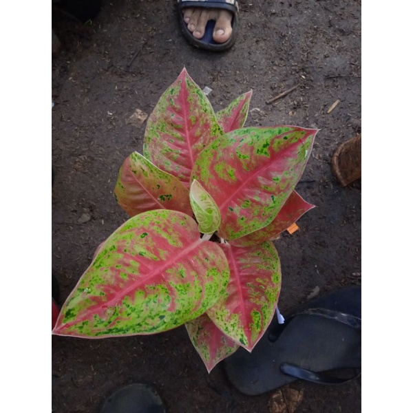 aglonema mahasety