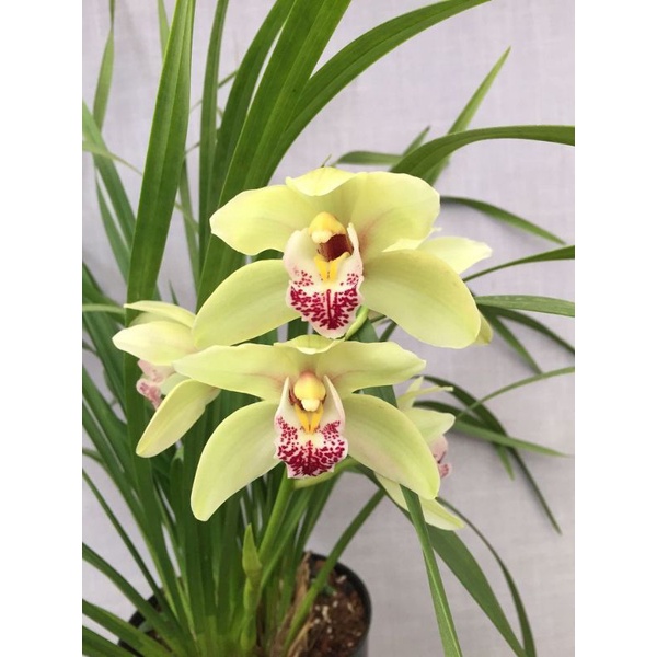 Tanaman hias hidup cymbidium king arthur - tanaman hias hidup cymbidium - bunga cymbidium - cymbidiu