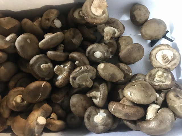 

RB FreshPAK - Jamur Shitake 250gr / Jamur Coklat / Sayuran Segar / Sayur Segar