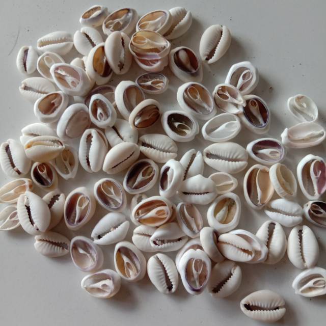 Kerang Coklak Kupas 100 gr | Kerang Kuwuk | Kerang Hias | Kerang laut