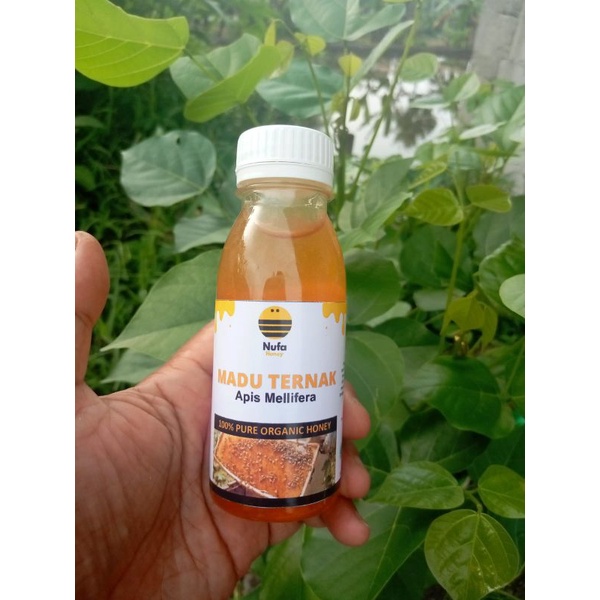 

MADU TERNAK APIS MELLIFERA