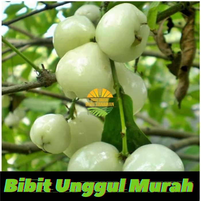 Bibit jambu air camplong madura