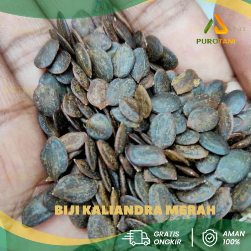 Biji Bibit Kaliandra Merah 1kg Unggul