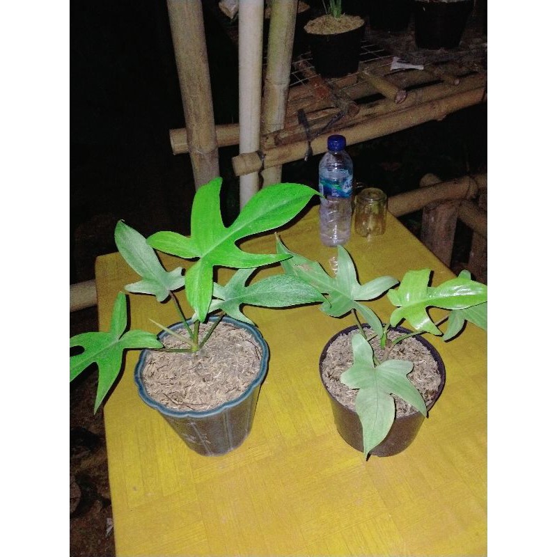 Phillo Florida ghost (Florida ghost)