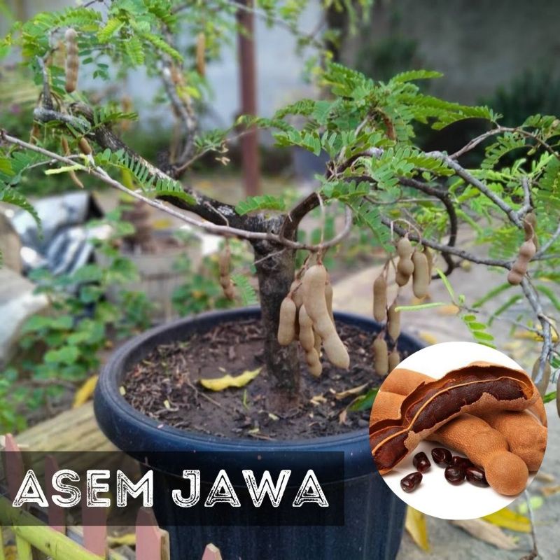 Benih ASAM BONSAI - Biji Pohon Asem Jawa