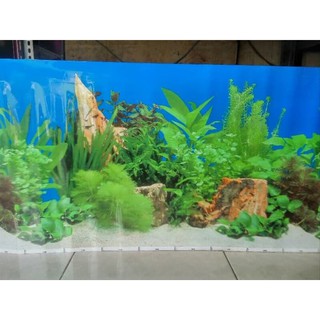 Unduh 600 Background Aquarium Warna Merah Terbaik