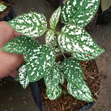 Tanaman Hias Daun Hypoestes Polkadot hijau - Tanaman Hipotes -BAKUL KEMBANG