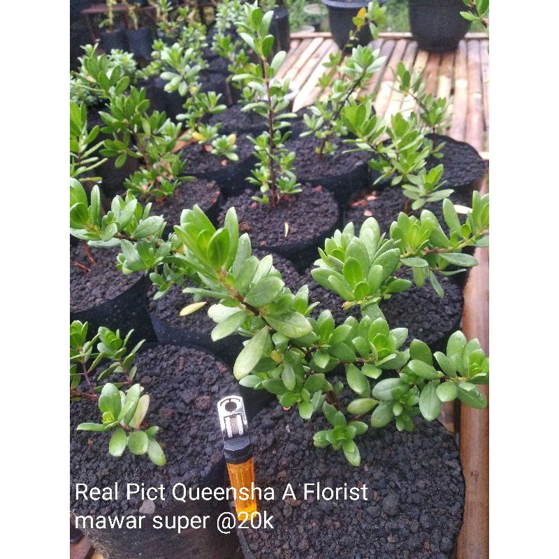 Bibit Bonsai Santigi Mawar  Super ±20cm