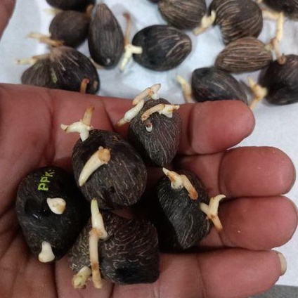 Rp 5.000/biji benih bibit kecambah polong kelapa sawit DxP PPKS Medan/minimal pembelian 20 biji-5