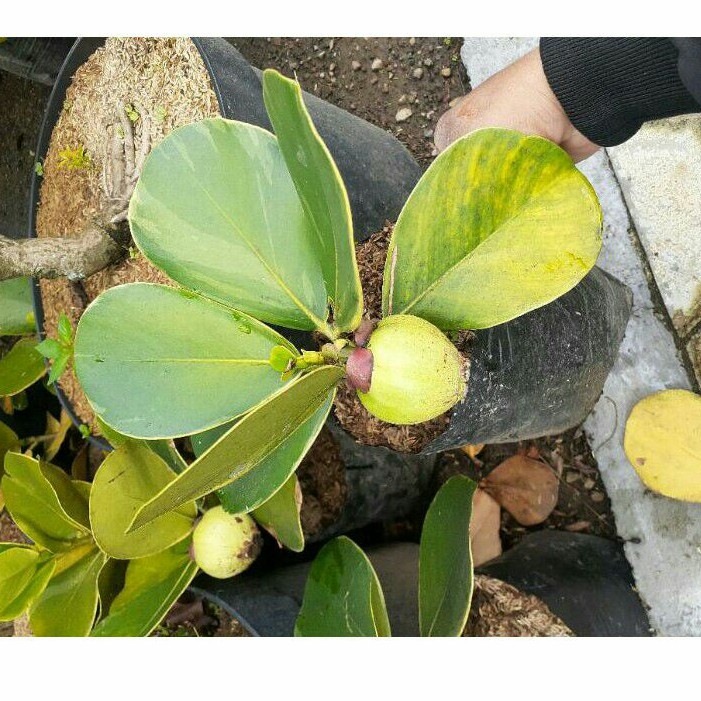 Tanaman Manggis Varigata Belum Buah