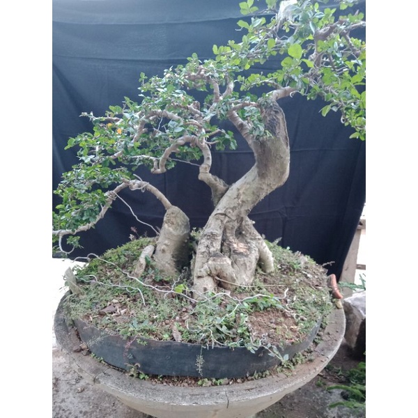 bonsai serut berkarakter