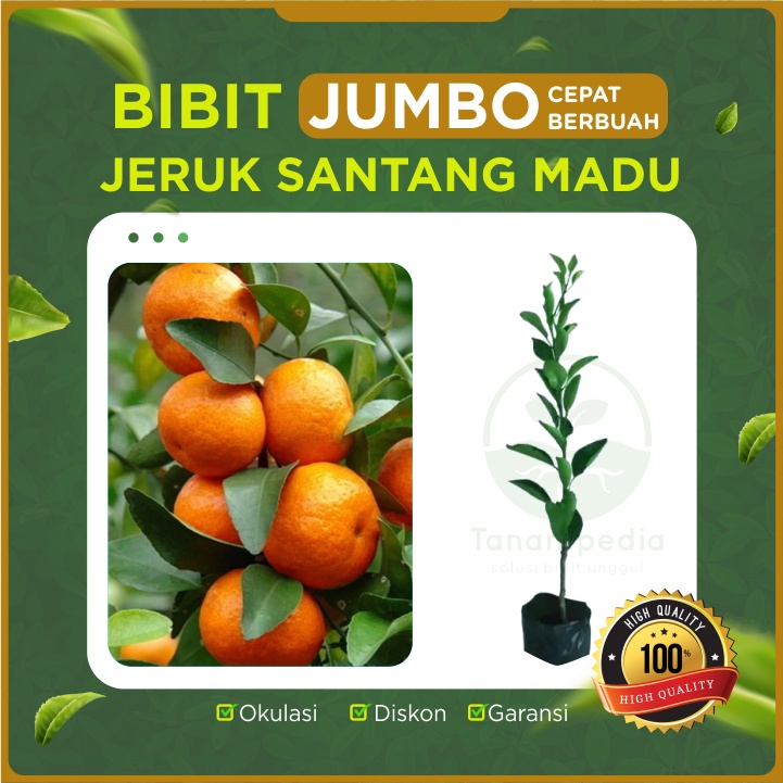 [Bibit Jumbo] Bibit Jeruk Santang Madu Unggul / Cangkok Jeruk Santang / Jeruk Madu - Kualitas Unggul