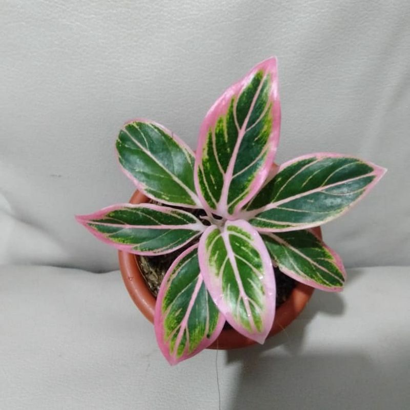 PROMO  Aglonema Lotus Baby