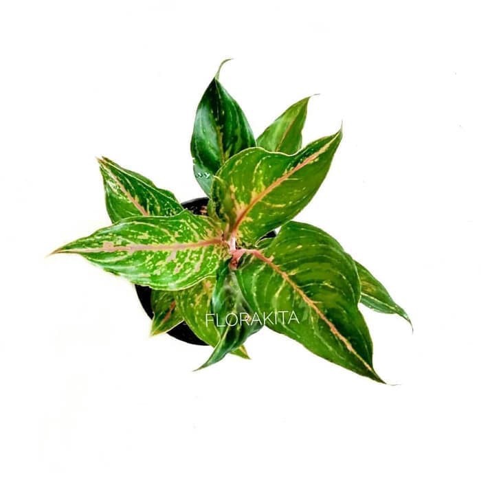 Jual tanaman hias aglonema Butterfly - aglaonema Butterfly