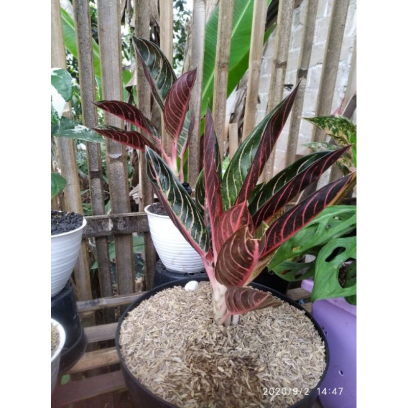 Tanaman hias aglonema red Sumatra / Aglonema Red Sumatra