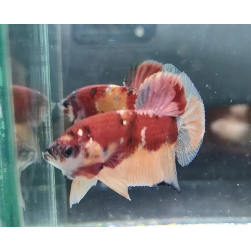 Ikan cupang Nemo Cooper gold