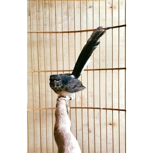 trotolan murai medan trah prestasi