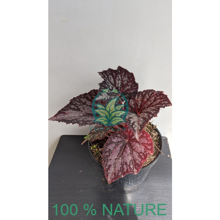 begonia pandora red choco- bibit begonia red - topplant