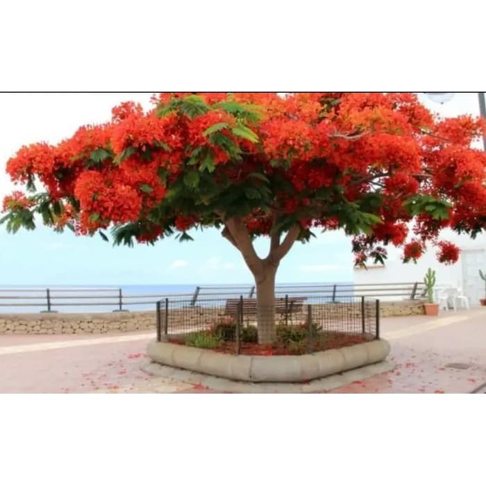 Terbaru 18 Gambar Bunga Flamboyan Ungu Gambar Bunga Indah Terbaru 18 Gambar Bunga Flamboyan Ungu Gambar Bunga Indah