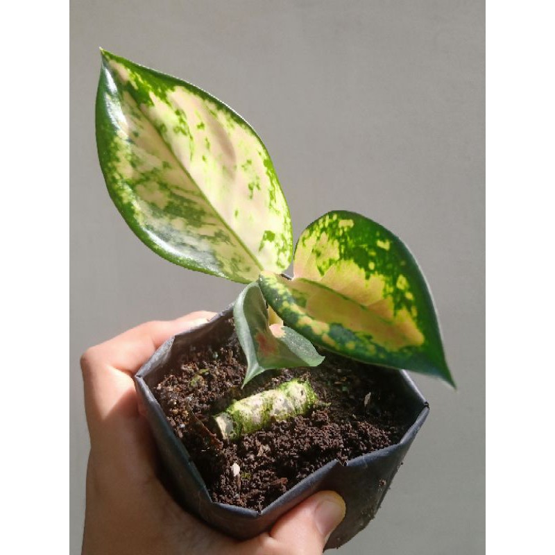 aglaonema kochin tembaga ori