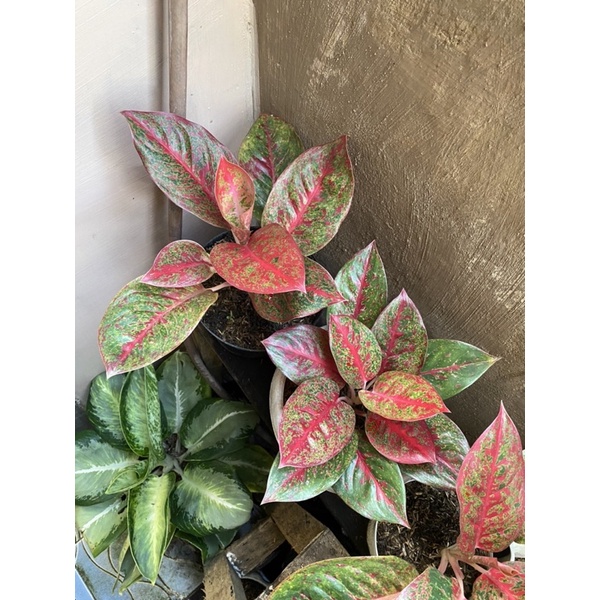 aglonema red stardust/aglonema red stardust size indukan
