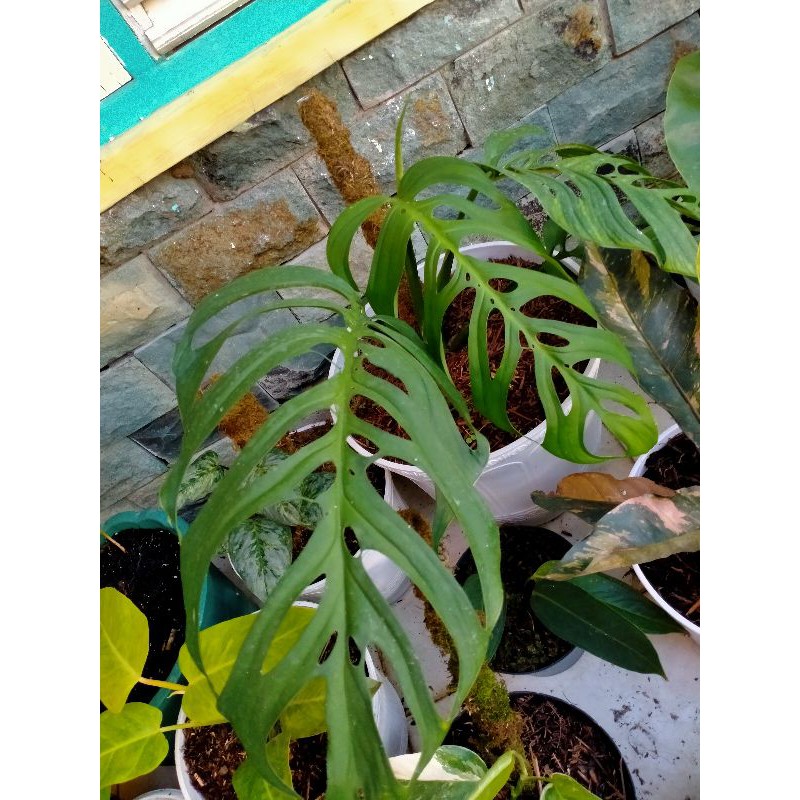 Tanaman Hias  Monstera esqualeto