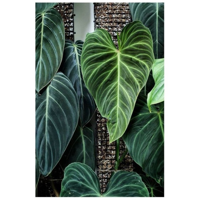 philodendron Splendid