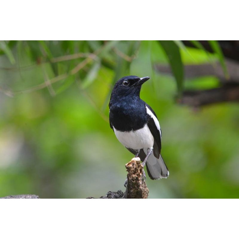 Burung kacer dada putih. jawa barat)