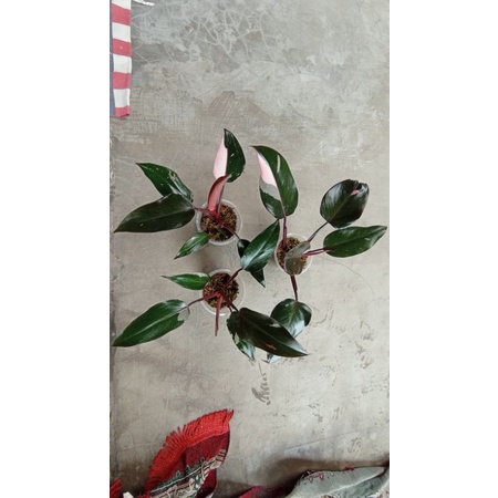 philodendron pink princes