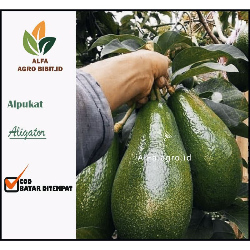 Bibit Alpukat Aligator Siap berbuah