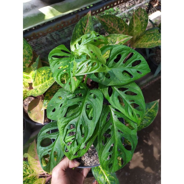 Tanaman Hias Janda Bolong Bolong Segar Hidup Merambat Janbol Asli Cantik Bunga