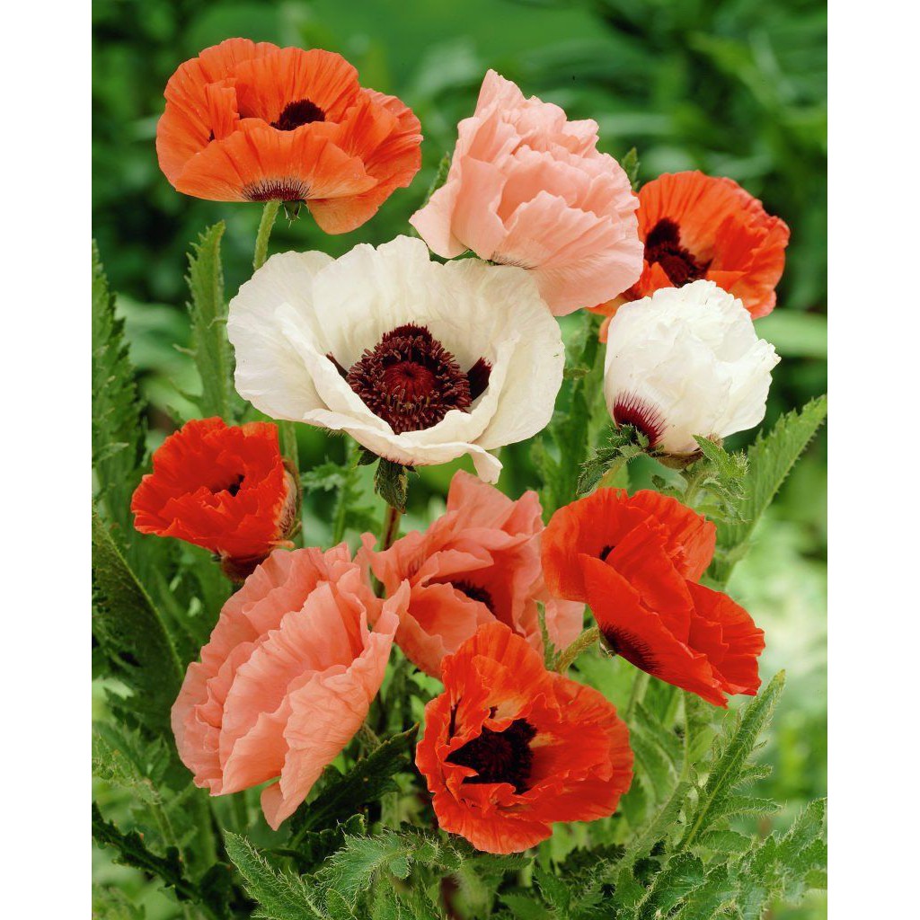 Benih Bibit Biji - Bunga Poppy Oriental Mix Flower Seeds - IMPORT