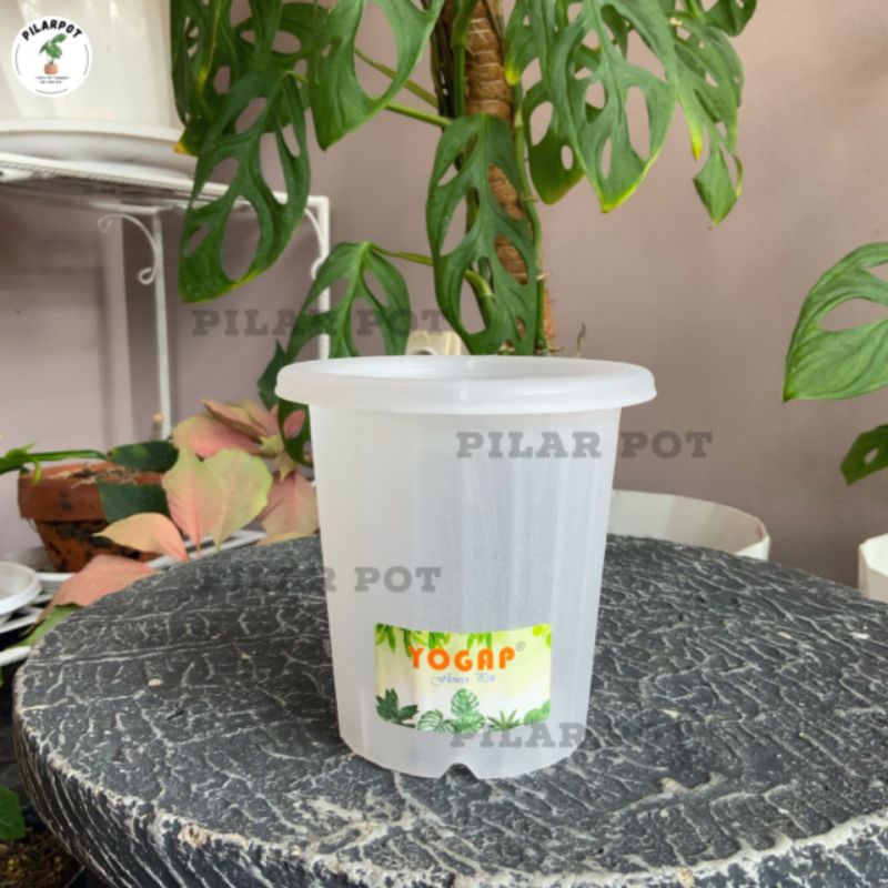 Pot Bunga Tanaman Tinggi Yogap 9,5 Cm YPT 8 Bening Bahan Tebal - YOGAP YPT 8 BENING TRANSPARAN
