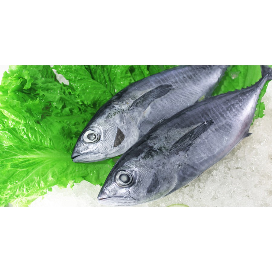 

Baby Tuna Segar 1000 gram | 1 kg