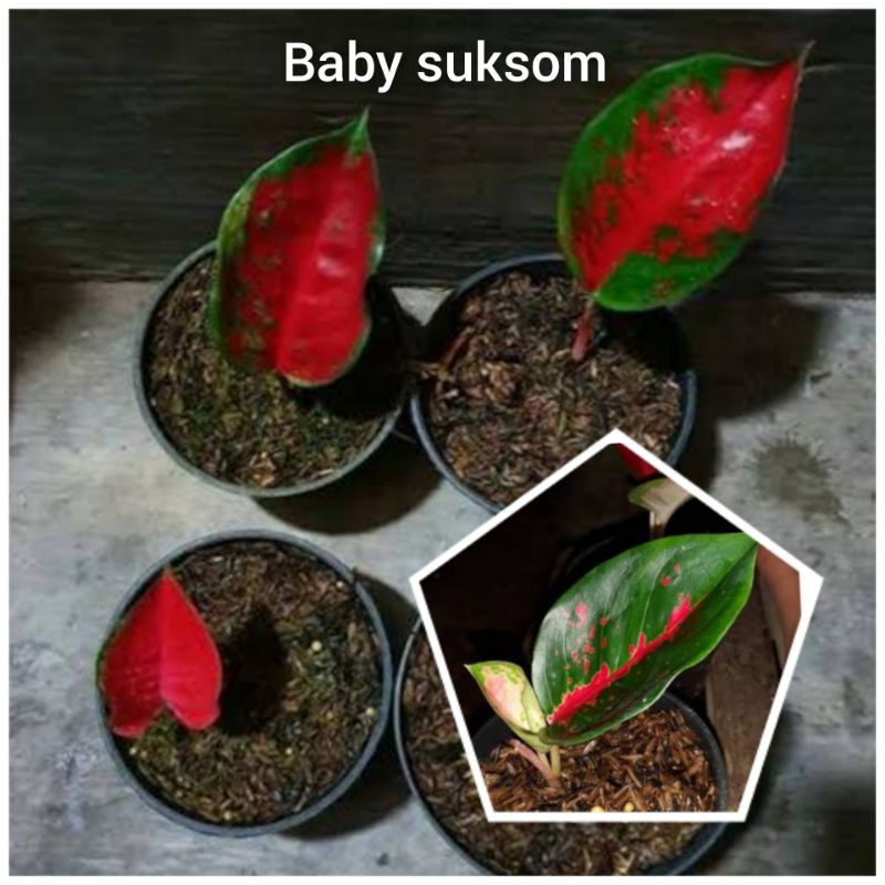 Bunga aglonema baby/anakan suksom contoh seperti gambar,/anakan suksom satuan