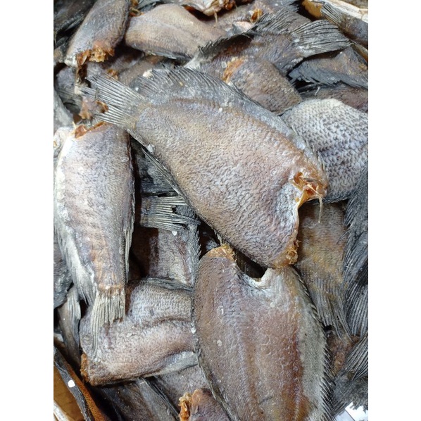 

ikan sepat tawar padang