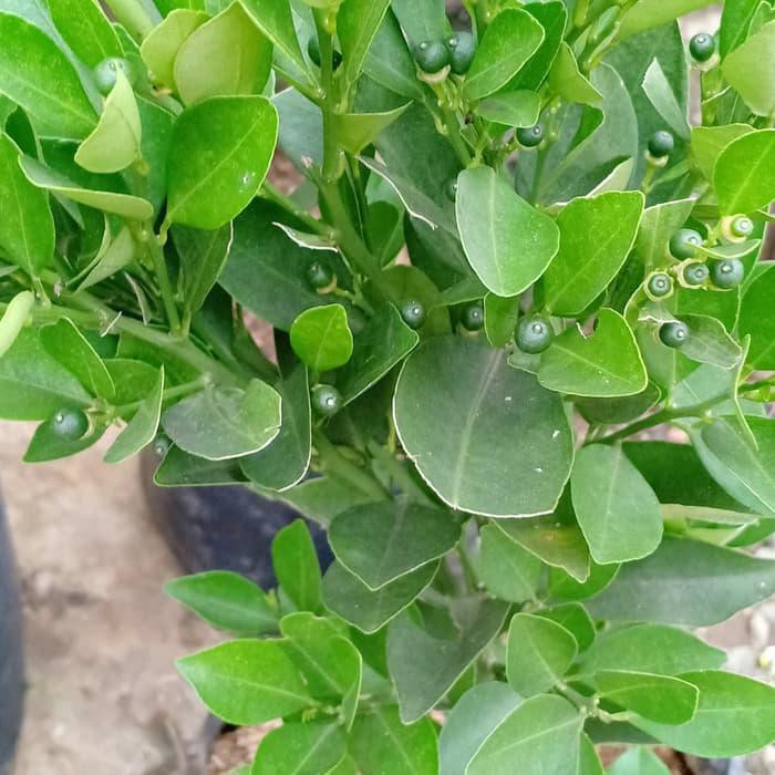 BIBIT POHON JERUK KIP/PERAS/LEMON CINA SDH BERBUAH BANYAK 50-60CM V1C